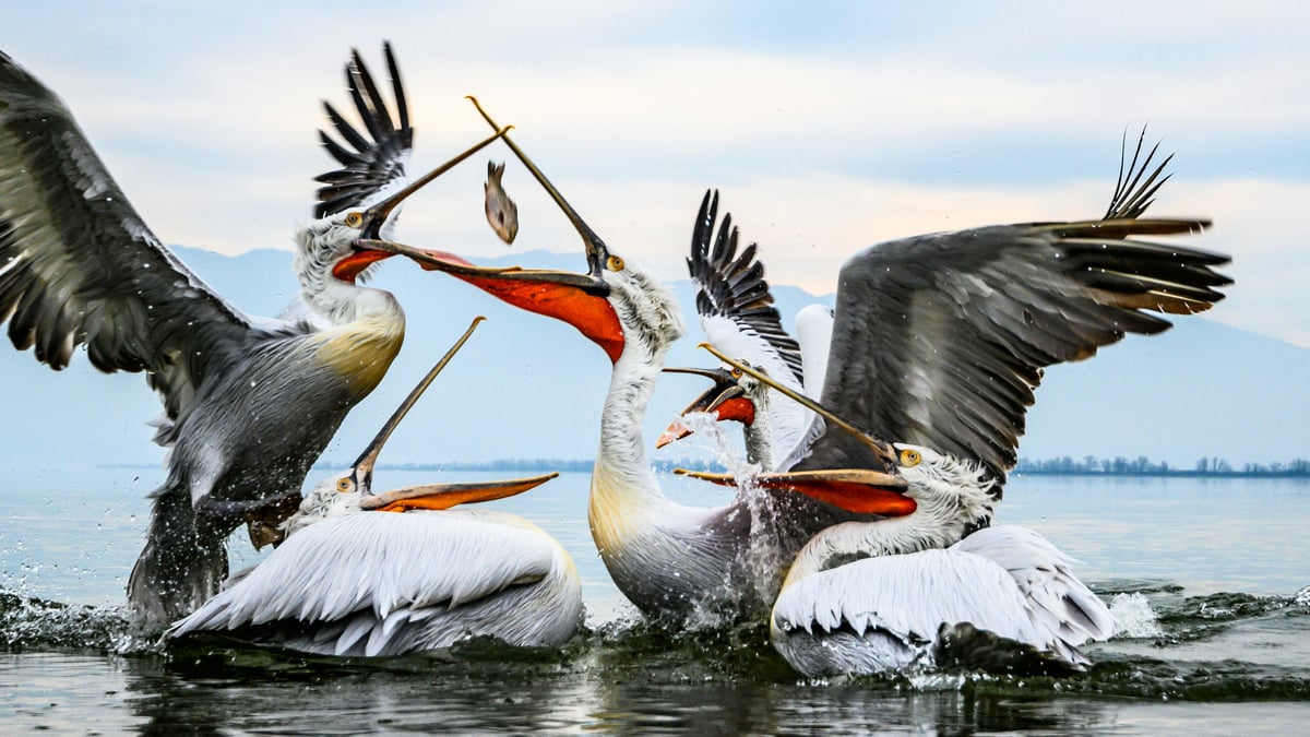 Great white pelican floating on water in the Danube Delta