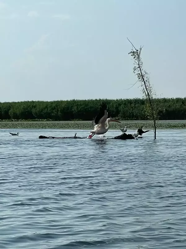 laguna nuferilor pelicani 1
