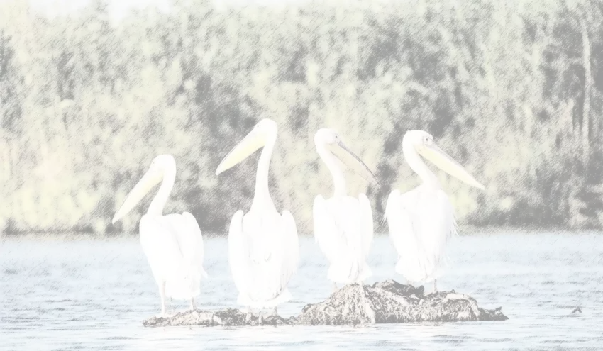 laguna nuferilor pelicani desen